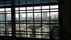 pine-close photo thumbnail #4